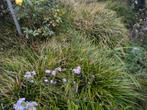Gratis planten en boompjes af te halen, Tuin en Terras, Planten | Tuinplanten, Ophalen, Volle zon, Vaste plant, Siergrassen