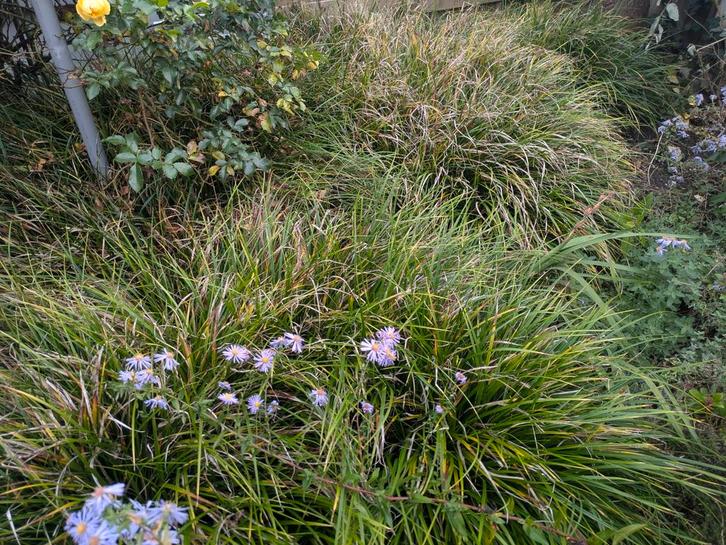 Gratis planten en boompjes af te halen, Tuin en Terras, Planten | Tuinplanten, Vaste plant, Siergrassen, Volle zon, Herfst, Ophalen