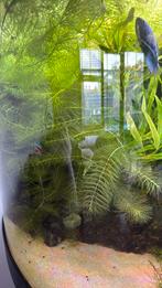 Cabomba, Dieren en Toebehoren, Ophalen, Plant(en), Steen of Hout