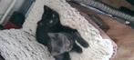 Jonge poesjes. Kittens. Grijs poesje, Dieren en Toebehoren, Katten en Kittens | Overige Katten, Poes