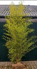 Phyllostachys Bissetii Bamboe - 4m+, Ophalen, Bloeit niet, Overige soorten, Halfschaduw