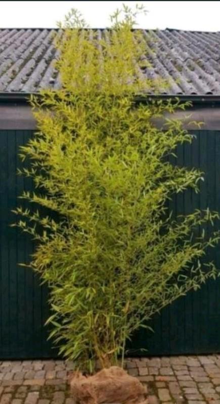 Phyllostachys Bissetii Bamboe - 4m+, Tuin en Terras, Planten | Tuinplanten, Overige soorten, Halfschaduw, Bloeit niet, Ophalen