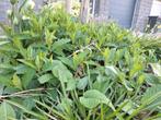 Stek van biologisch geteelde herfstaster Asran, Tuin en Terras, Planten | Tuinplanten, Overige soorten, Volle zon, Vaste plant
