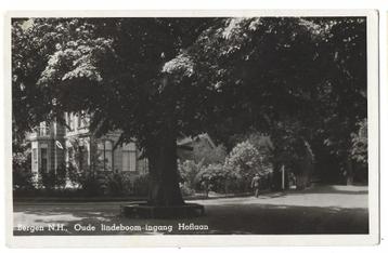 Bergen, Oude lindeboom - ingang Hoflaan beschikbaar voor biedingen
