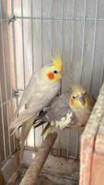 Hele mooie valkparkieten te koop, Dieren en Toebehoren, Meerdere dieren, Parkiet