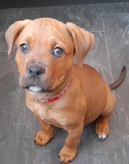 TEMPERAMENTVOLLE Bully  xxl pup  17 05 -2025  9 weken oud, Dieren en Toebehoren, Honden | Bulldogs, Pinschers en Molossers, Meerdere dieren