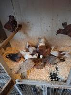 Vinkduiven in diverse kleuren, Dieren en Toebehoren, Vogels | Duiven, Meerdere dieren, Overige soorten