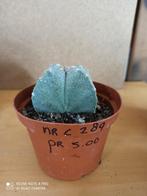 Astrophytum potmaat 10 nummer C289, Huis en Inrichting, Kamerplanten, Ophalen of Verzenden