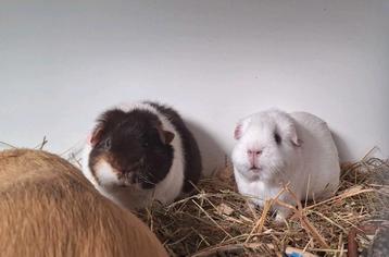 Gladhaar zeugje - wit do beschikbaar voor biedingen