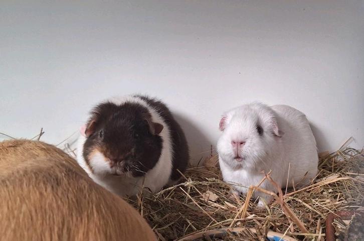 Gladhaar zeugje - wit do, Dieren en Toebehoren, Knaagdieren, Vrouwelijk, Cavia, September