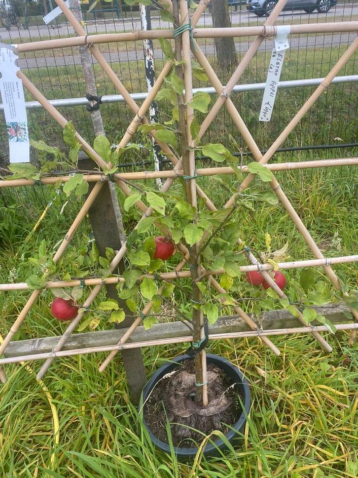 Lei fruitbomen laagstam appel en peer €49,95, Tuin en Terras, Planten | Fruitbomen, Appelboom, Lente, Ophalen of Verzenden