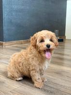 Exclusieve Maltipoo F1 pups, Dieren en Toebehoren, Honden | Chihuahua's en Gezelschapshonden, Overige rassen, 8 tot 15 weken, Parvo