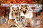 Te koop zeer lieve schotse collie pup Engels type, Dieren en Toebehoren, Honden | Herdershonden en Veedrijvers, CDV (hondenziekte)