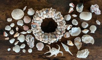 Diverse bijzondere en gewonere schelpen en een schelpenkrans beschikbaar voor biedingen