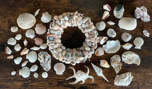 Diverse bijzondere en gewonere schelpen en een schelpenkrans, Verzamelen, Mineralen en Fossielen, Schelp(en), Ophalen of Verzenden