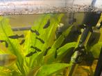 Black Molly’s, Ophalen of Verzenden, Nieuw, Gevuld zoetwateraquarium