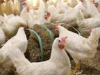 Grote Legkippen, Dieren en Toebehoren, Pluimvee, Vrouwelijk, Kip