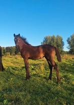 KWPN Merrie veulen Millennium X Fontaine TN, Merrie
