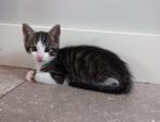 Lieve mooie boerderij kitten te koop, Dieren en Toebehoren, Katten en Kittens | Overige Katten, Kater