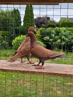 Amber postduiven duiven, Meerdere dieren, Postduif
