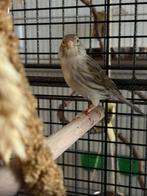 Kanarie pop, Dieren en Toebehoren, Vrouwelijk, Zangkanarie