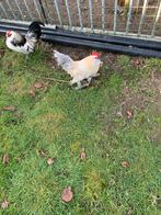 Baard kriel eieren bevrucht of 2 hennen, Vrouwelijk, Kip