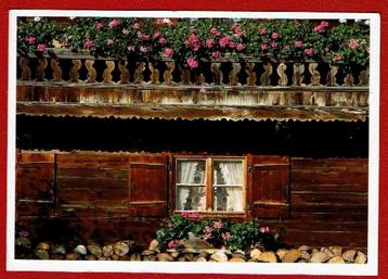 Kunst - "Mauerblumchen" aus dem Postkartenbuch - 2006 beschikbaar voor biedingen