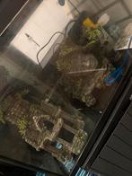 Vissen aquarium met garantie en alles kompleet maand oud, Dieren en Toebehoren, Vissen | Aquaria en Toebehoren, Ophalen, Zo goed als nieuw