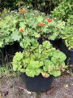 Nagelkruid / Geum Coccineum tuinplant. staat in de kuip . pr, Vaste plant, Halfschaduw, Zomer, Ophalen