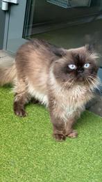 British longhair / Brits langhaar, Dieren en Toebehoren, Katten en Kittens | Overige Katten, Kater, Langharig, 0 tot 2 jaar