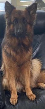 Zeer lieve duitse herder teefje, Rabiës (hondsdolheid), Teef, Eén hond, 3 tot 5 jaar