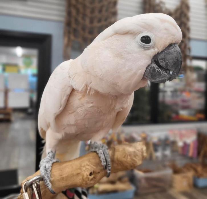 gezocht mollukken kaketoe, Dieren en Toebehoren, Vogels | Parkieten en Papegaaien, Papegaai, Meerdere dieren