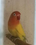 Prachtige brr agapornis fisheri opaline pastelino pop, Dieren en Toebehoren, Vrouwelijk, Dwergpapegaai of Agapornis, Geringd