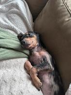 Merle Teckelpup ter overname, Dieren en Toebehoren, 15 weken tot 1 jaar, Eén hond, Nederland, Particulier