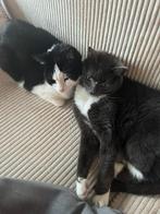 2 mix katten, Dieren en Toebehoren, Poes, Kortharig, 3 tot 5 jaar