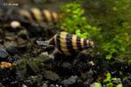 Slak-etende Helena slakken., Dieren en Toebehoren, Vissen | Aquariumvissen, Slak of Weekdier