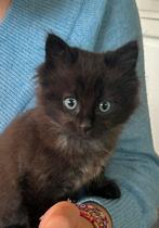 Kitten boskat-kruiding x ragdoll, Dieren en Toebehoren, Katten en Kittens | Overige Katten, Kater