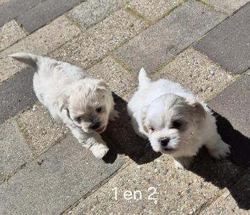 Mooie boomer pups te koop  beschikbaar voor biedingen