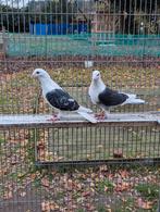 Shildduiven koppel, Dieren en Toebehoren, Meerdere dieren, Overige soorten