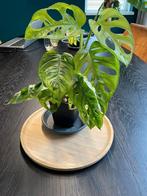 Monstera adasonii (money mask) in verschillende de maten, Ophalen, Overige soorten, Minder dan 100 cm