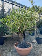 Olijfboom korte stam, Tuin en Terras, Bloeit niet, 100 tot 250 cm, Olijfboom, Ophalen