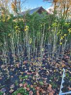 Partij Hibiscus, Tuin en Terras, Planten | Struiken en Hagen, Ophalen, Overige soorten, Struik, 100 tot 250 cm