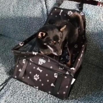 Honden auto mand Nobleza beschikbaar voor biedingen