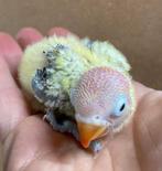 Baby Agapornis fischeri dwergpapegaai, Dieren en Toebehoren, Geslacht onbekend, Dwergpapegaai of Agapornis, Geringd