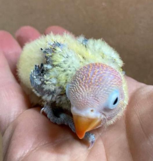 Baby Agapornis fischeri dwergpapegaai, Dieren en Toebehoren, Vogels | Parkieten en Papegaaien, Dwergpapegaai of Agapornis, Geslacht onbekend