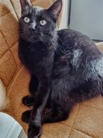 Rasechte kanjer zoekt rustig en warm thuis. (Zwarte Kater), Kater, Gechipt, 0 tot 2 jaar