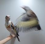 majoor putters (wildkleur), Geslacht onbekend, Wildzangvogel, Geringd