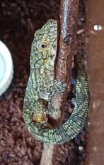 Eurydactylodes Vieillardi mannetje, Dieren en Toebehoren, Hagedis