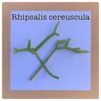 29. rhipsalis cereuscula, Ophalen of Verzenden, Overige soorten, Minder dan 100 cm