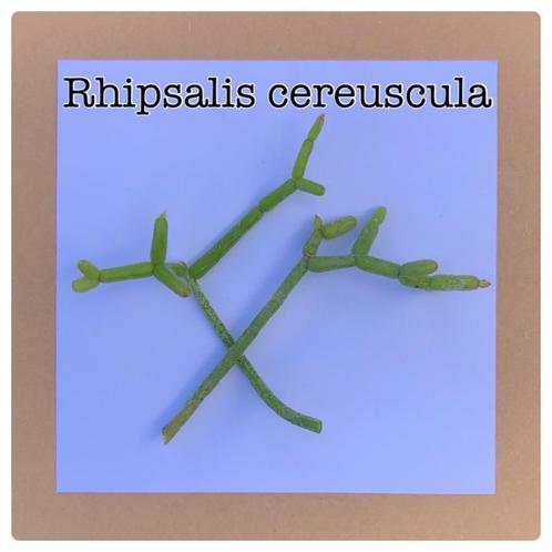 29. rhipsalis cereuscula, Huis en Inrichting, Kamerplanten, Overige soorten, Minder dan 100 cm, Ophalen of Verzenden